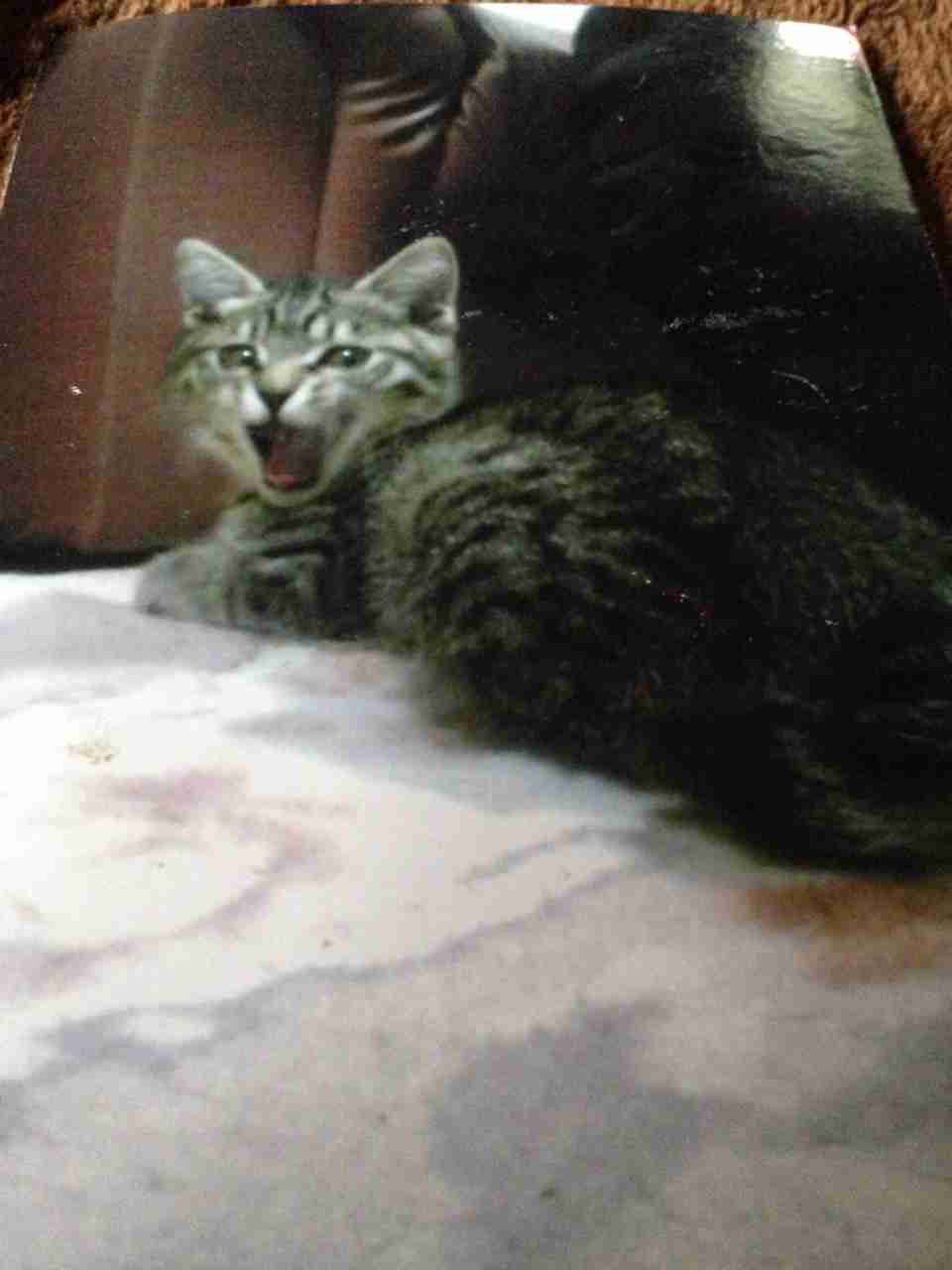 猫飼ってる（飼ってた）人あつまれにゃ～