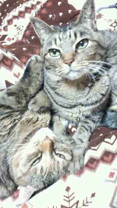猫飼ってる（飼ってた）人あつまれにゃ～