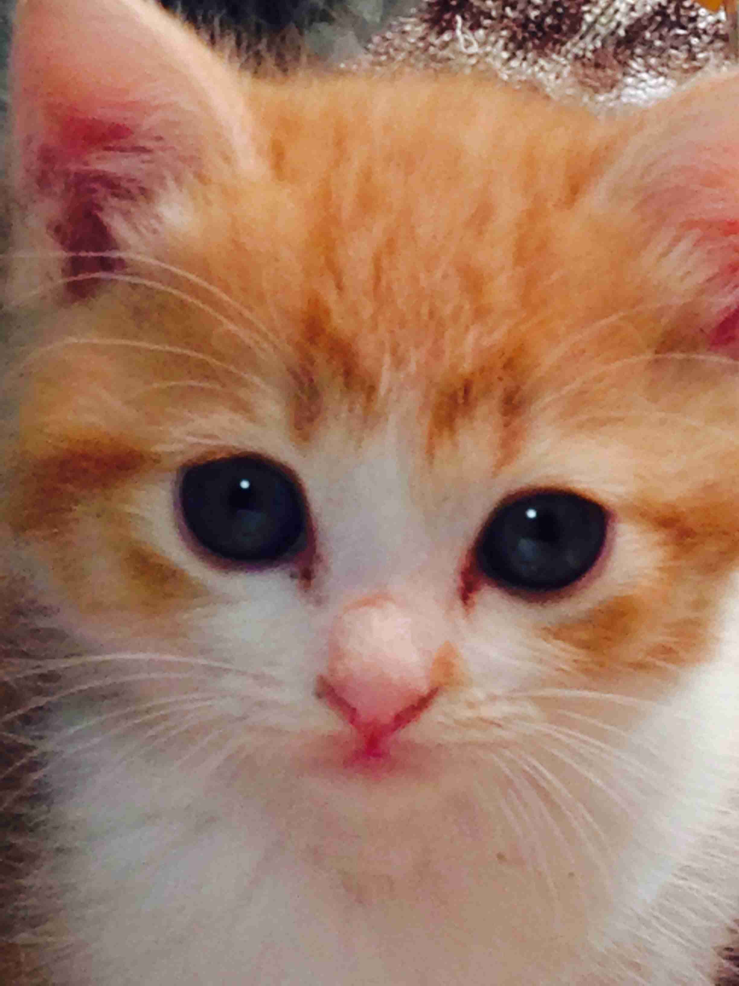 猫飼ってる（飼ってた）人あつまれにゃ～