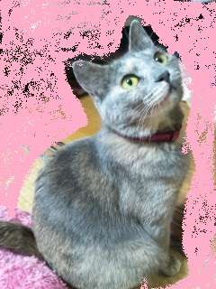 猫飼ってる（飼ってた）人あつまれにゃ～