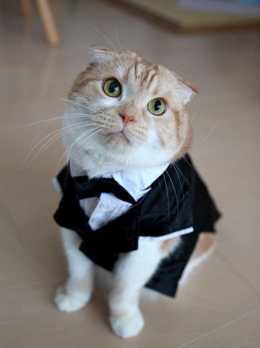 英国 愛する猫との結婚を正式に認められた女性 増えるペットとの結婚 ガールズちゃんねる Girls Channel