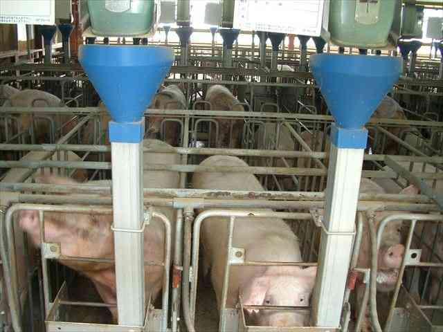 話が違うじゃないか！ミニブタだと思って飼った豚が180キロを超えた。でもかわいいから許す。