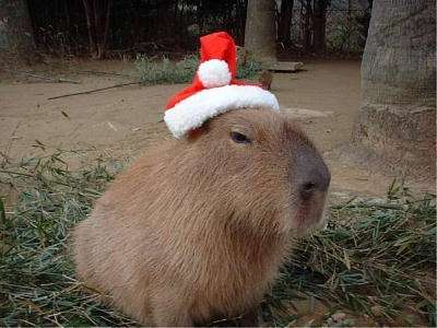 クリスマスの壁紙を貼るトピ