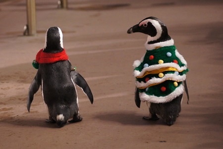 クリスマスの壁紙を貼るトピ