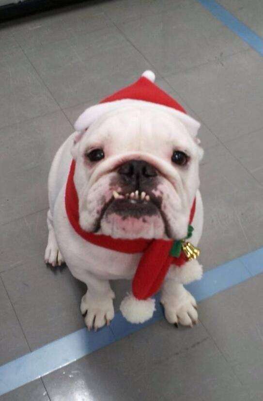クリスマスの壁紙を貼るトピ