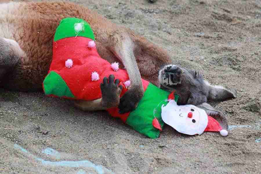 クリスマスの壁紙を貼るトピ