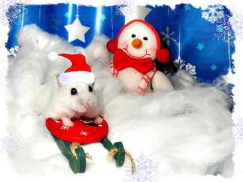 クリスマスの壁紙を貼るトピ