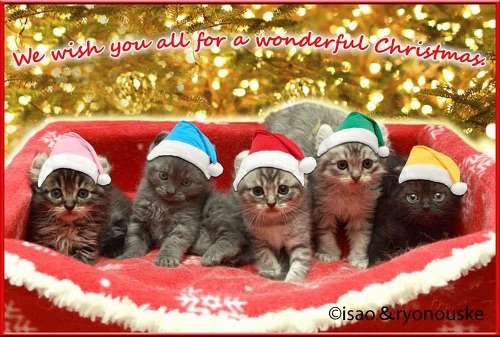 クリスマスの壁紙を貼るトピ