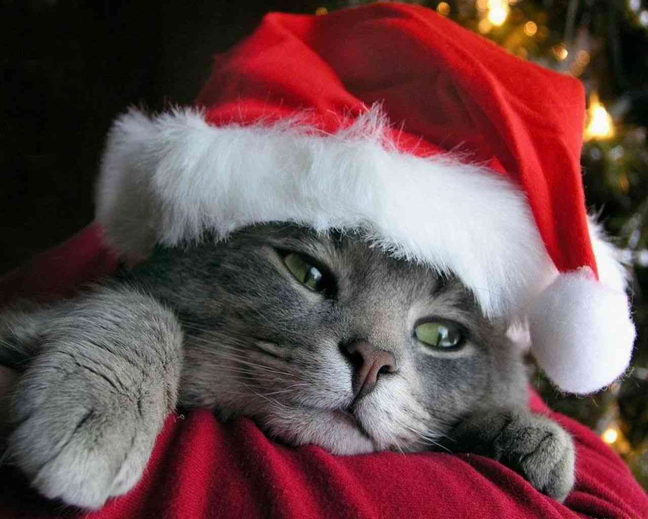 クリスマスの壁紙を貼るトピ