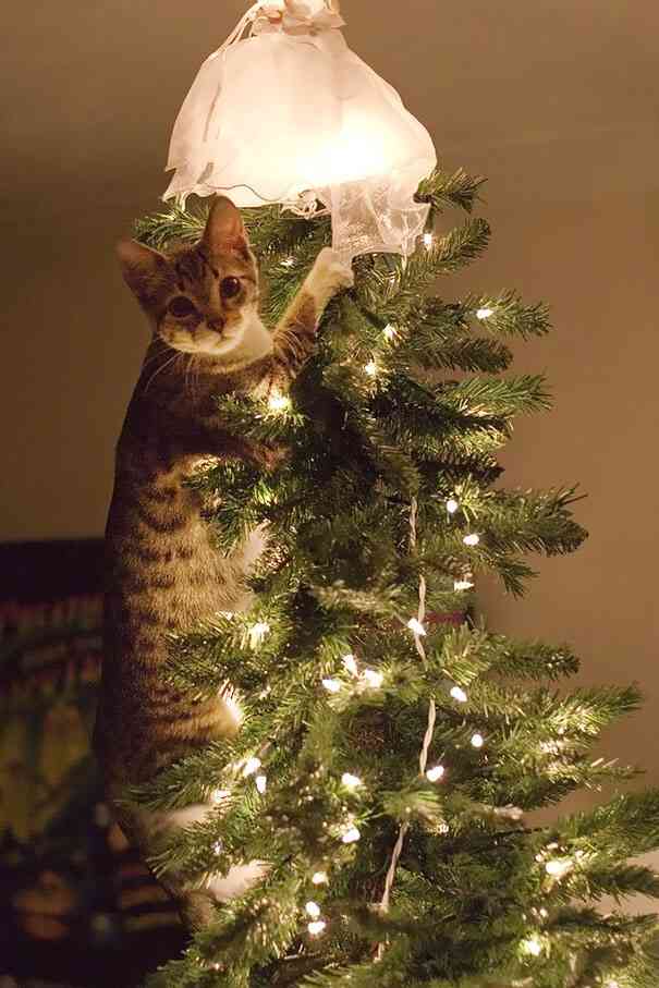 クリスマスの壁紙を貼るトピ