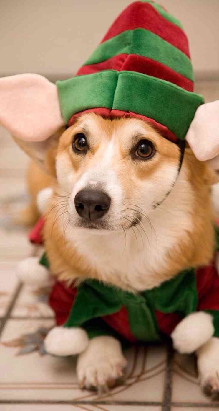 クリスマスの壁紙を貼るトピ