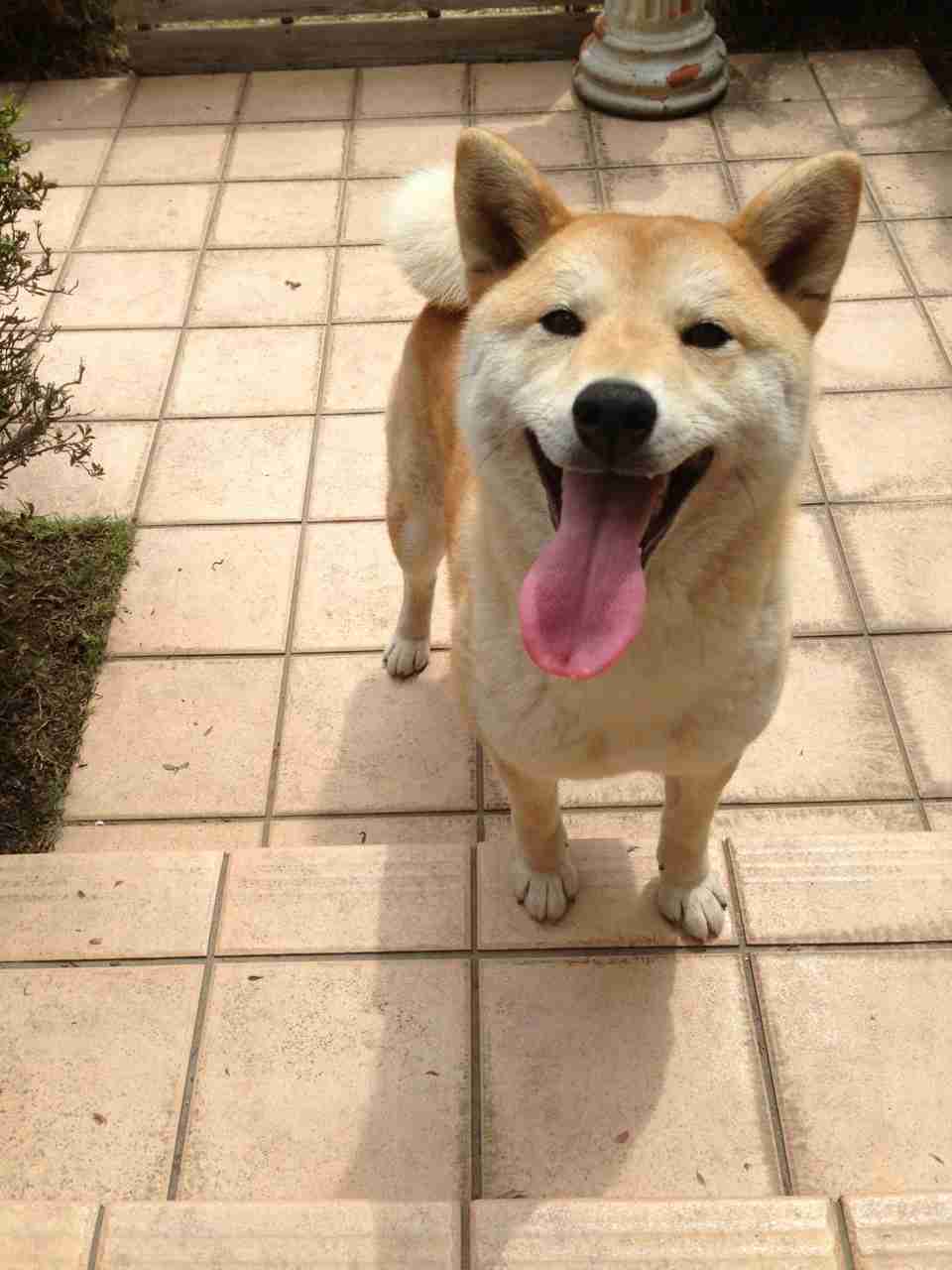 犬の散歩