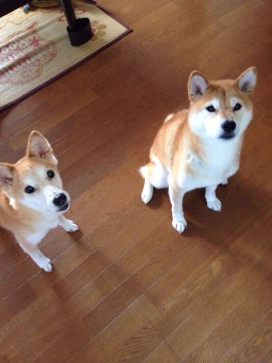 犬の散歩