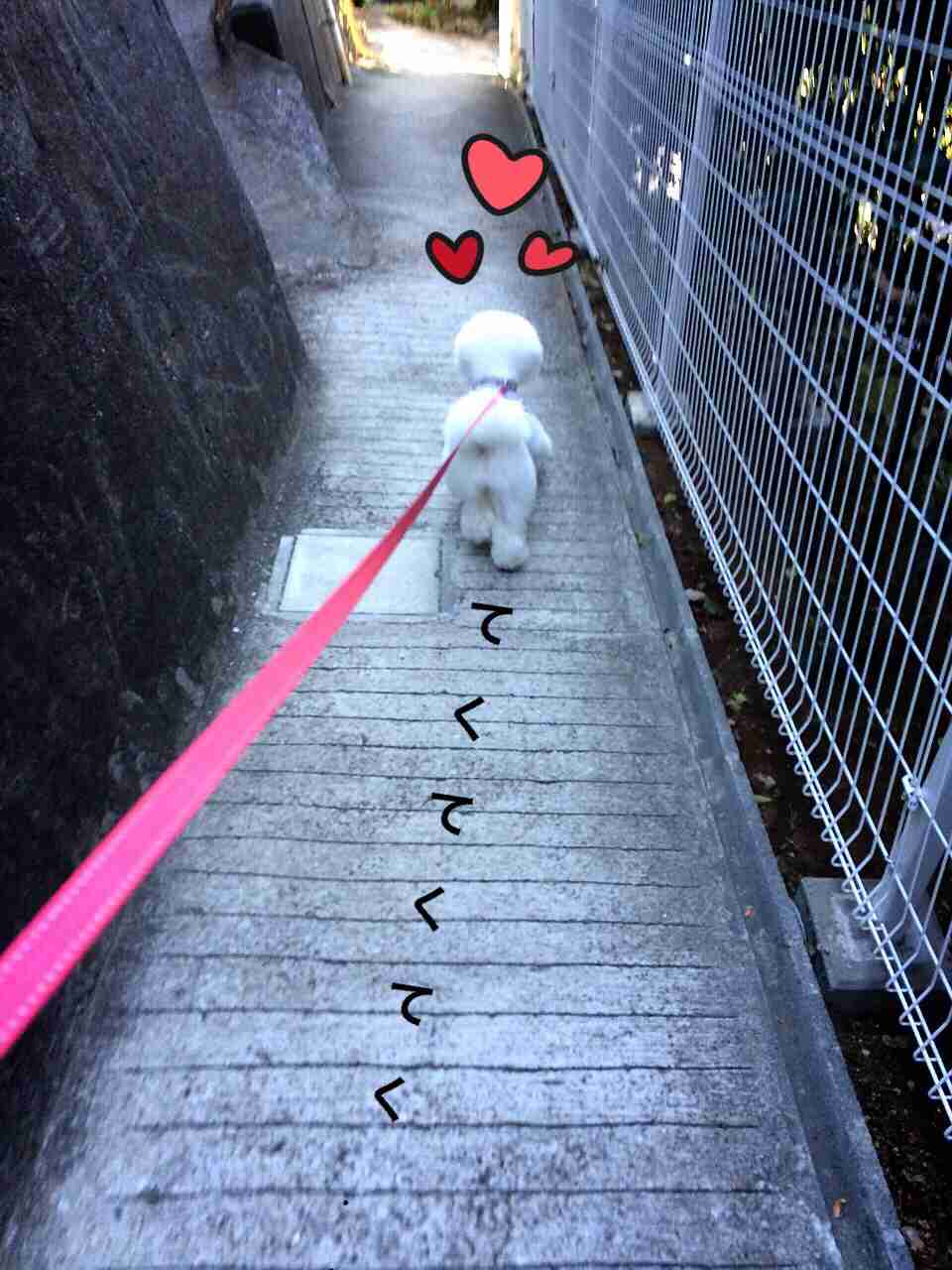 犬の散歩