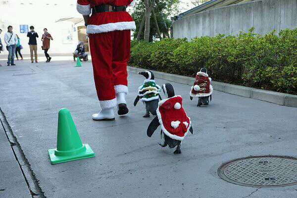 動物達のサンタのコスプレ