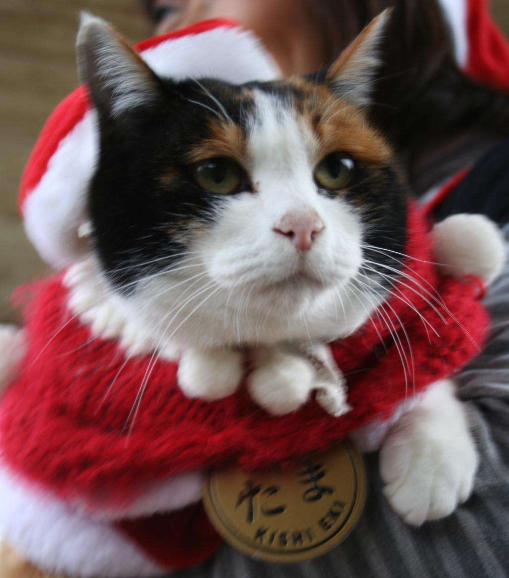 動物達のサンタのコスプレ