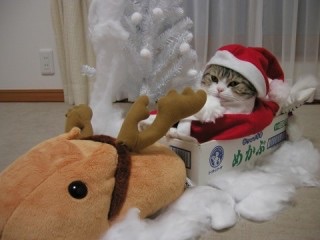 動物達のサンタのコスプレ