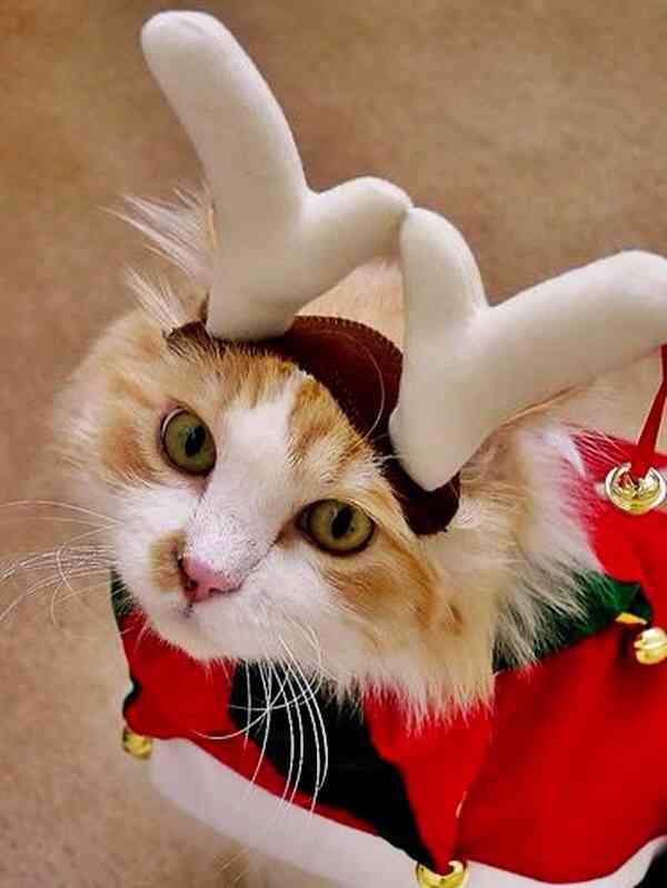 動物達のサンタのコスプレ