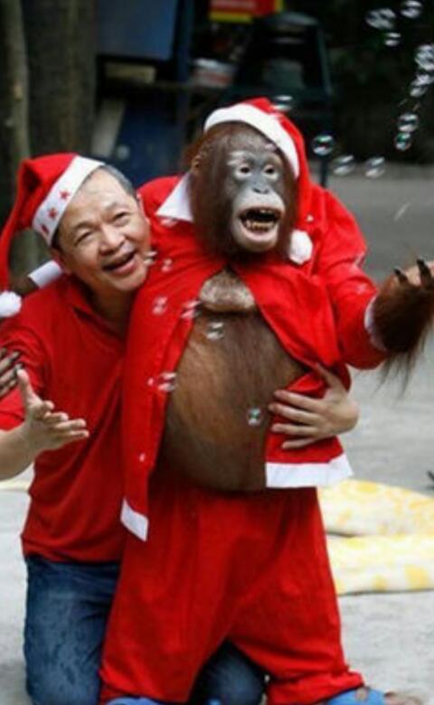 動物達のサンタのコスプレ