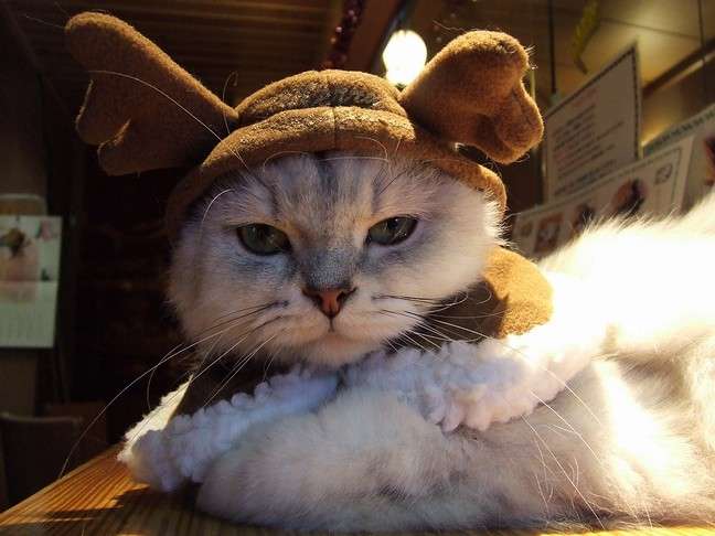 動物達のサンタのコスプレ