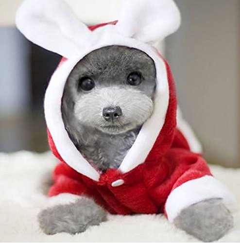 動物達のサンタのコスプレ