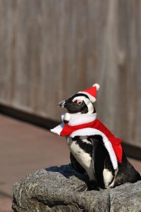 動物達のサンタのコスプレ
