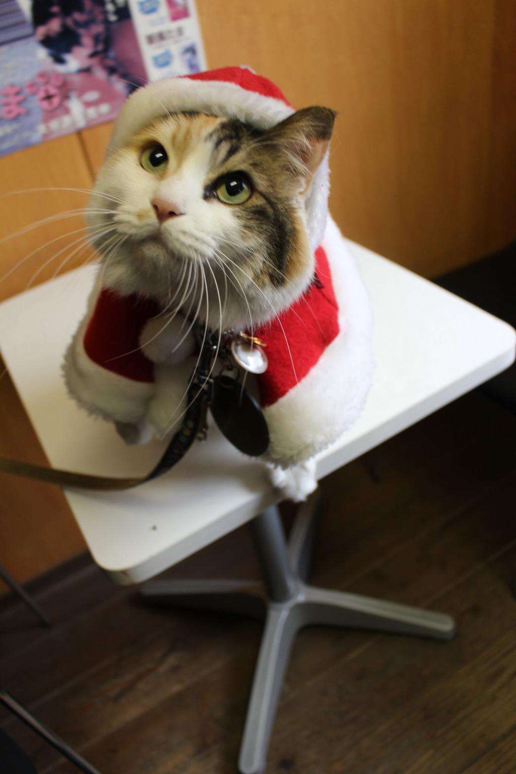 動物達のサンタのコスプレ
