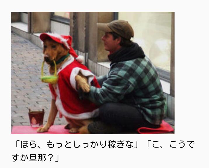 動物達のサンタのコスプレ