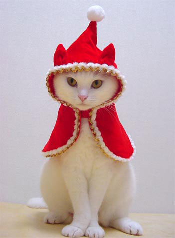 動物達のサンタのコスプレ