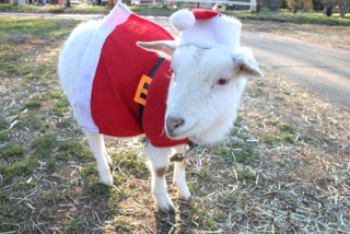 動物達のサンタのコスプレ