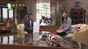 動物達のサンタのコスプレ