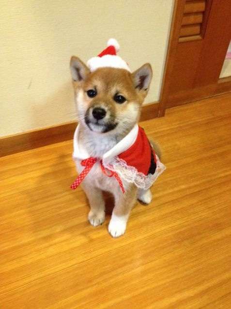 動物達のサンタのコスプレ