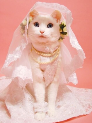 ブライダルな写真を貼るトピ