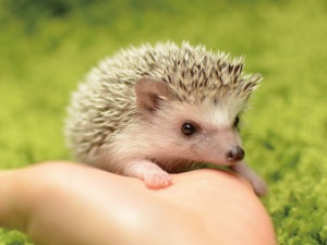 可愛い動物の赤ちゃんの画像を貼るトピ