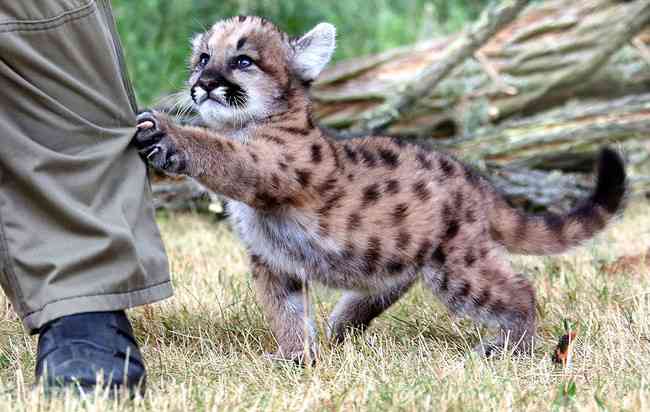 可愛い動物の赤ちゃんの画像を貼るトピ