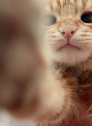 可愛い動物の赤ちゃんの画像を貼るトピ