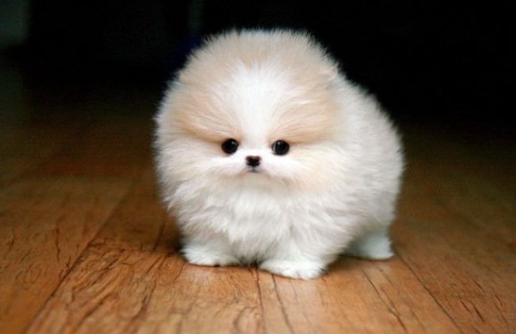 可愛い動物の赤ちゃんの画像を貼るトピ