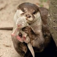 可愛い動物の赤ちゃんの画像を貼るトピ