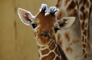 可愛い動物の赤ちゃんの画像を貼るトピ