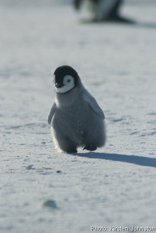 可愛い動物の赤ちゃんの画像を貼るトピ