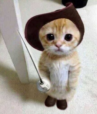 可愛い動物の赤ちゃんの画像を貼るトピ