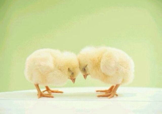 可愛い動物の赤ちゃんの画像を貼るトピ