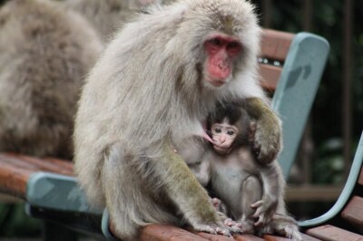 可愛い動物の赤ちゃんの画像を貼るトピ
