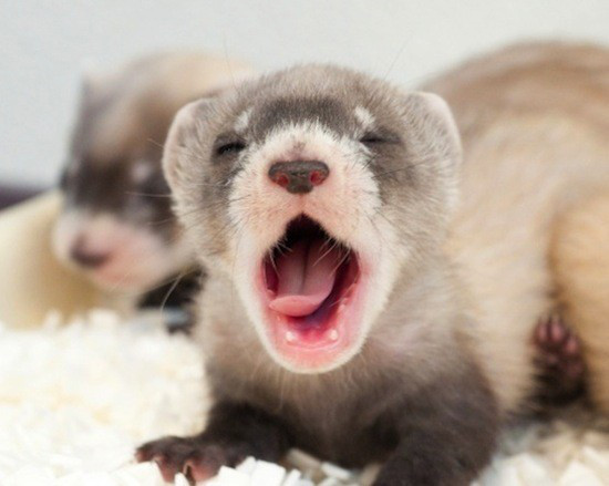 可愛い動物の赤ちゃんの画像を貼るトピ