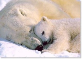 可愛い動物の赤ちゃんの画像を貼るトピ