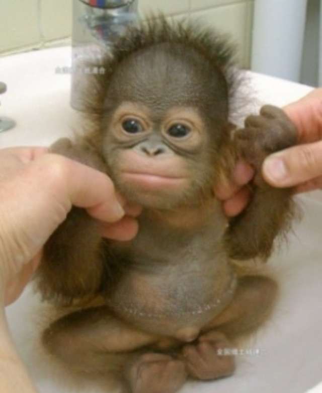 可愛い動物の赤ちゃんの画像を貼るトピ