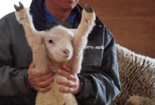 可愛い動物の赤ちゃんの画像を貼るトピ