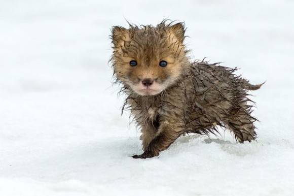 可愛い動物の赤ちゃんの画像を貼るトピ