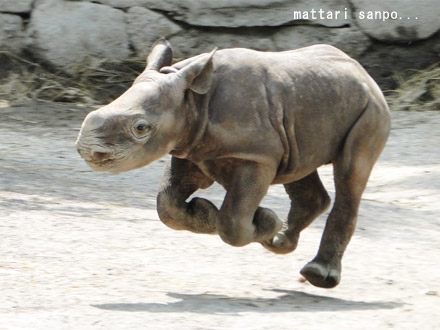 可愛い動物の赤ちゃんの画像を貼るトピ