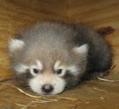 可愛い動物の赤ちゃんの画像を貼るトピ
